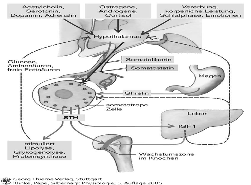 Pajzsmirigy hormonok Glukokortikoidok (fiziológiás koncentrációban) A GHRH receptorok