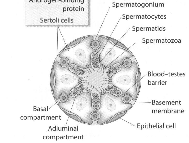 Vér-here gát Spermiumok érése: 65-70 nap Naponta kb.