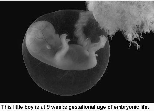 Megtermékenyítés, terhesség, szülés, tejelválasztás Támpont: 87, 88 A herecsatornában ösztrogén által kiváltott Na + - és vízvisszaszívódás következtében a spermiumok bekoncentrálódnak A