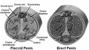A nemi aktus élettana Férfiaknál: -Erekció : penis vértartalma megnövekszik -Emisszio: a vas deferens