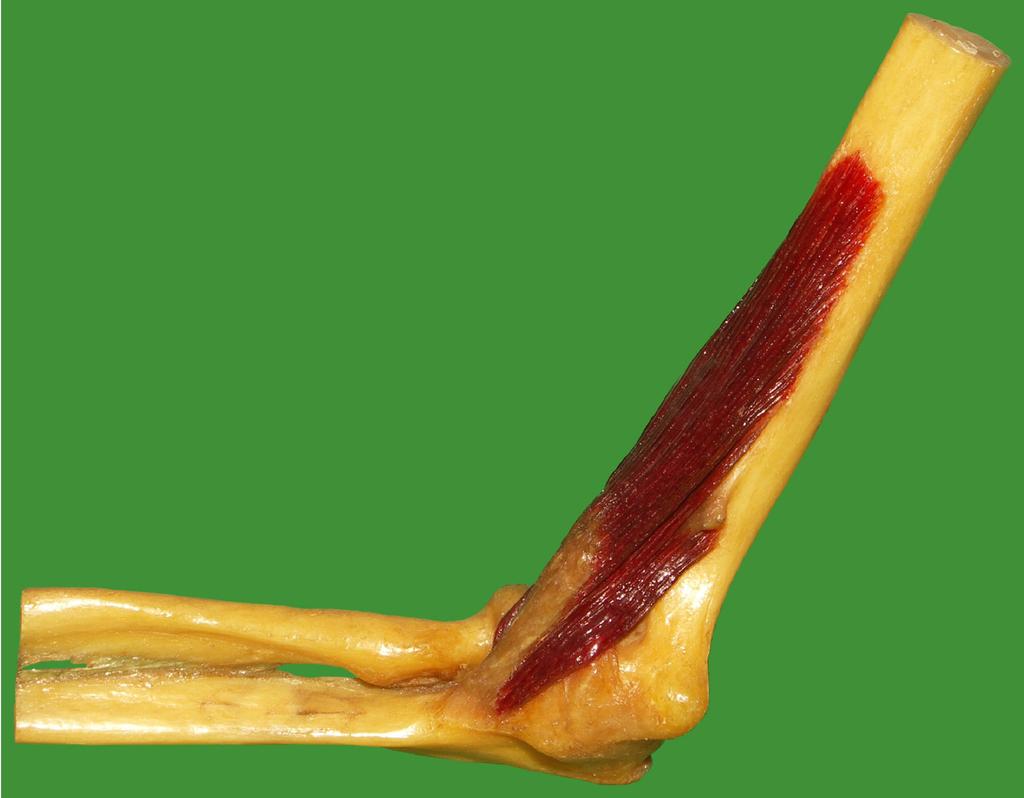 A musculus brachialis anatómiai felépítése és s emelő működése (az egykarú emelő alátámaszt masztását t a könyk nyökízület