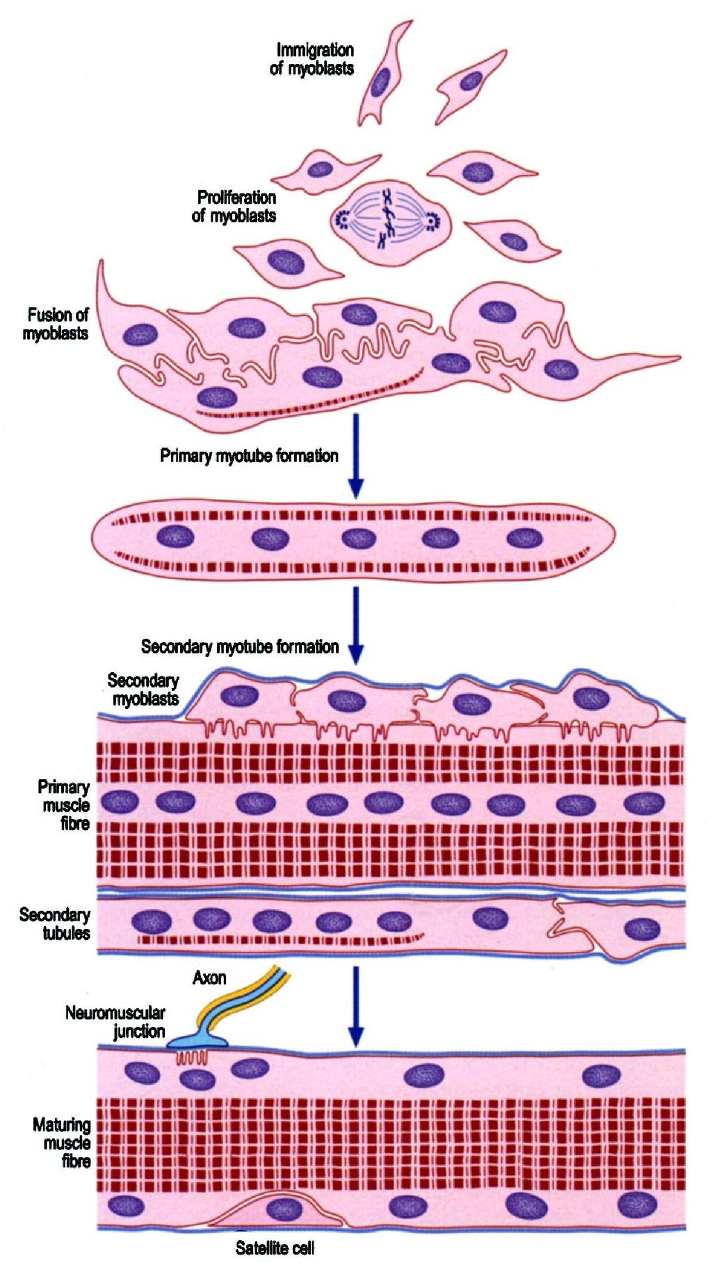 AZ IZOMROST SYNCYTIUM A syncytium myoblastok fúzif ziójából jön n létre l a fejlődés s során. A myoblast fúzió eredménye egy hosszú,, sokmagvú sejt ( myotube( myotube ).