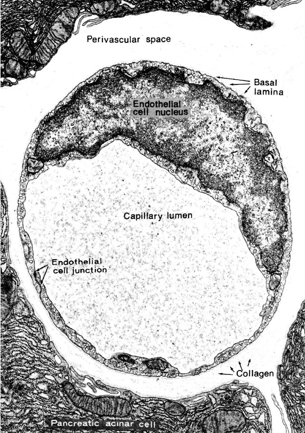 Kapillárisok típusai: t 1. Folytonos kapilláris (kép): izmok, agy. 2. Fenesztrált kapilláris: vese, endokrin szervek. 3.