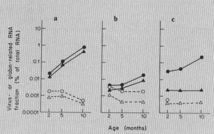 III. Kombinált elméletek Disdifferenciáció hipotézis a = thymus b = agy c = máj MuLV mag citoplazma Globin