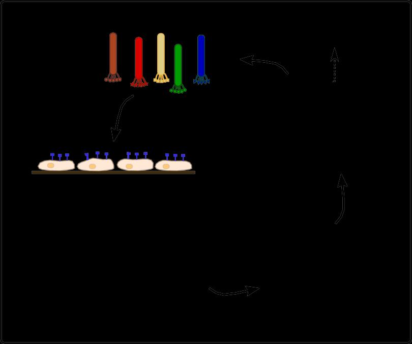 Vastagbél tumorsejthez (HT-29) kötődő peptidek kiválasztása fág-bemutatás technikával Szekvencia 2-3 szelekciós lépés után Fág könyvtár VHLGYAT kiválasztott peptid Ismétlés 2-3-szor Vastagbél