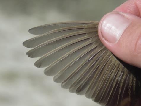 A hosszas és alapos határozás végül megállapította, hogy egy berki nádiposzáta (Acrocephalus