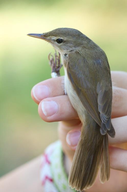 (Gyűrűző: Molnár Márton) On 8 August an Acrocephalus species with uncommon biometrics was