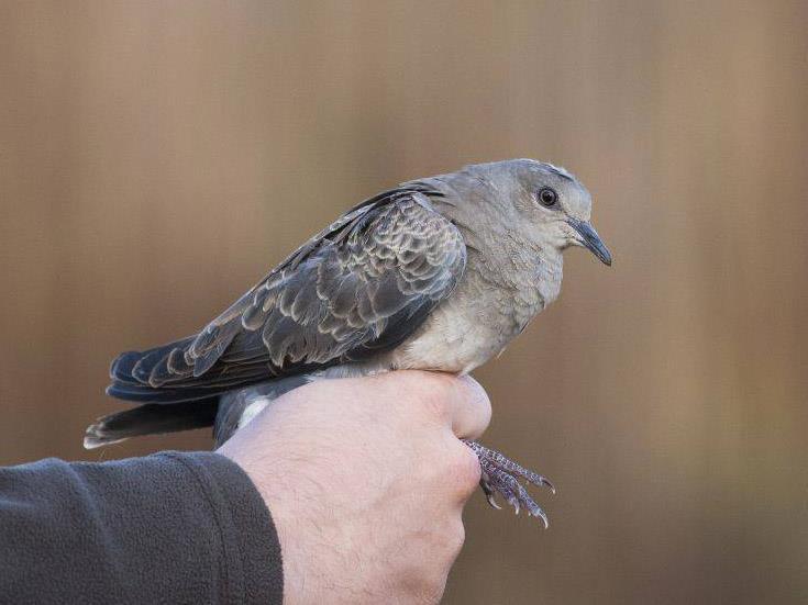 (Gyűrűzők: Kiss Orsolya, Tokody Béla) Capture of Columbidae species is really rare at the ringing station, therefore the first ringed individuals of Common Wood Pigeon (Columba