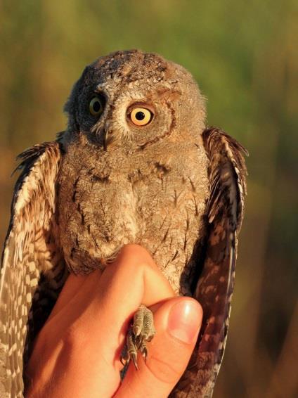 A few months later. Augusztus elején egy füleskuvik (Otus scops) akadt az egyik csatornahálóba.