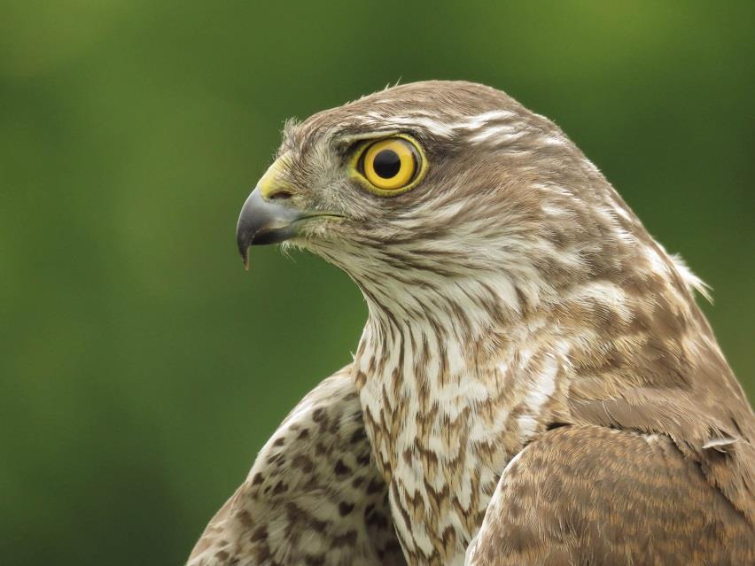 Május elején egy karvaly (Accipiter nisus) repült be az egyik csatornahálóba, miközben egy mezei verebet üldözött.