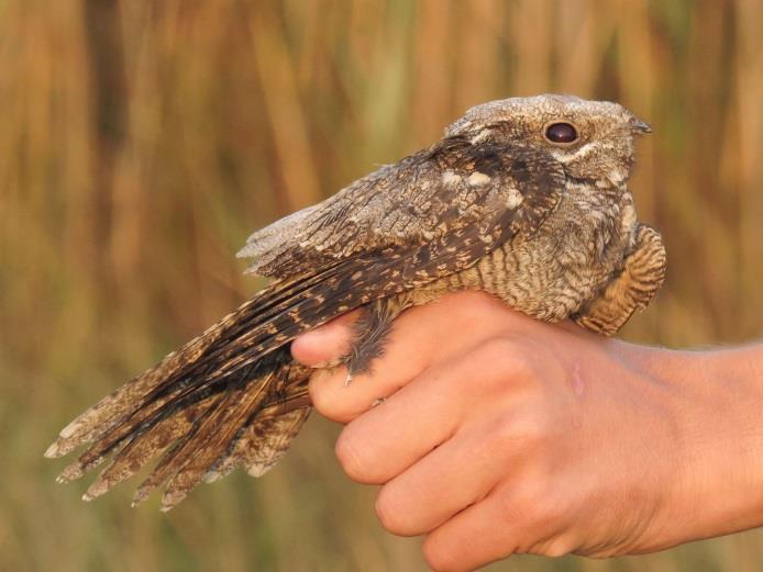 (Ringer: Balázs Csibrány) Karvaly (Accipiter nisus) Eurasian Sparrowhawk A lappantyú (Caprimulgus europaeus) a nyár második felében