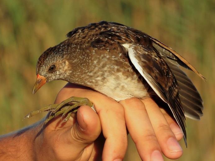 A pettyes vízicsibe (Porzana porzana) és a kis vízicsibe (Porzana parva) a nádas rejtett életmódú madarai, igen ritkán kerülnek hálóba.