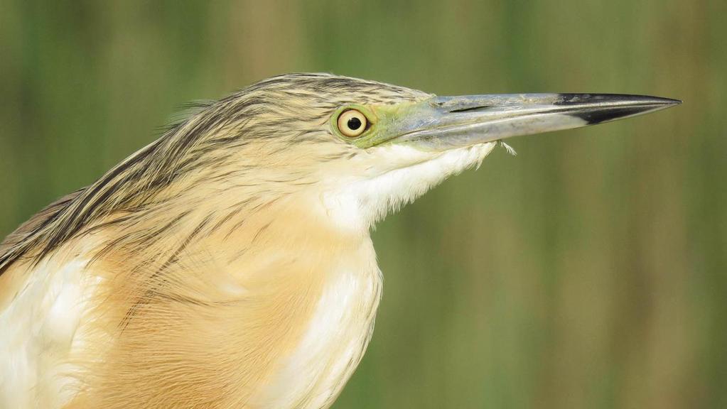 (Ringers: Orsolya Kiss, Béla Tokody) Pettyes vízicsibe (Porzana porzana) Spotted Crake Kis vízicsibe (Porzana parva) Little Crake Az üstökösgém (Ardeola ralloides)