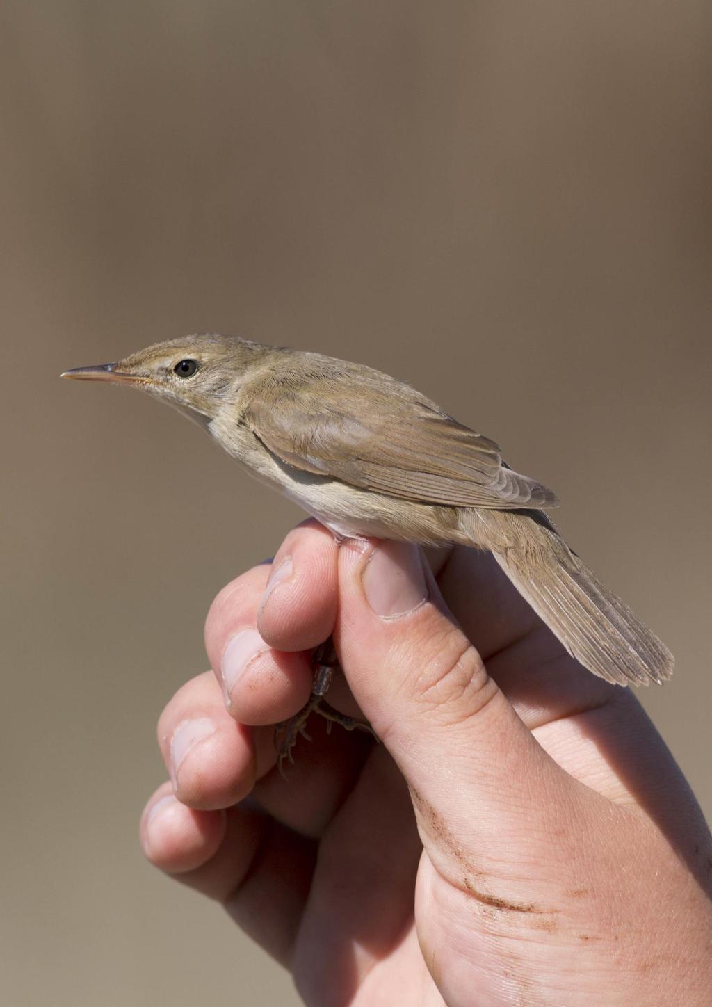 Berki nádiposzáta (Acrocephalus