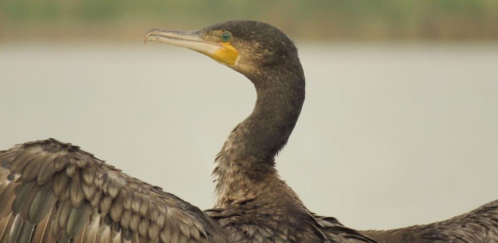 wetland birds. One-way mirror windows of the hide ensure the invisibility of the observers.