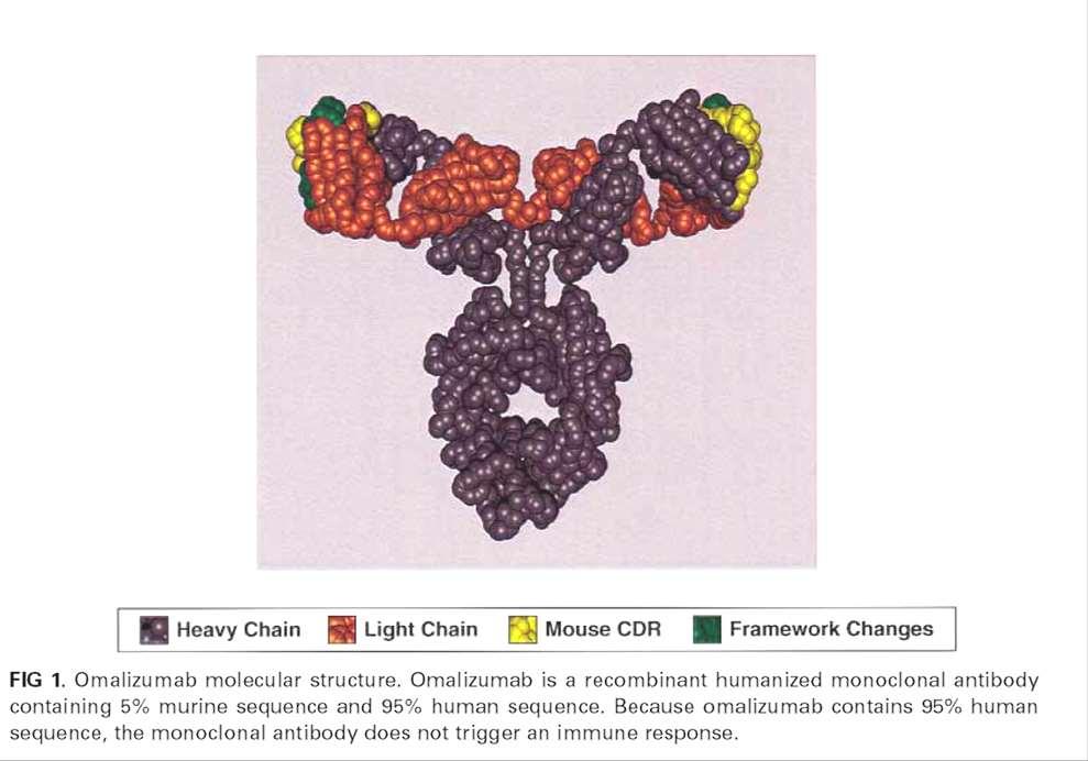 IgE FceRI kölcsönhatás gátlása Monoklonális ellenanyag-terápia Anti-human IgE OMALIZUMAB