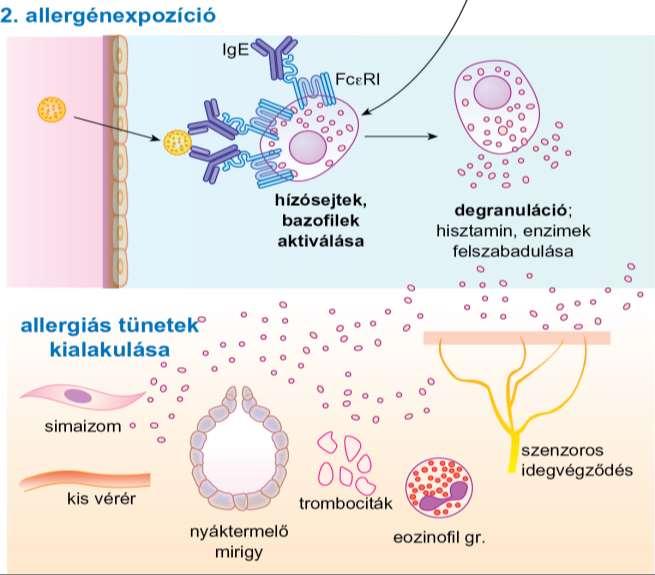 18.2. ábra Az azonnali típusú túlérzékenységi reakció kialakulásának mechanizmusa I.