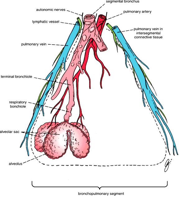 Segmentum bronchopulmonale A tüdı funkcionális egységei Piramis alakúak Csúcsuk a tüdıkapu, alapjuk a tüdıfelszín felé tekint Apicalisan lép be a segmentalis bronchus és artéria A segmentalis vénák a