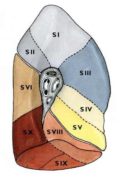 segmentum az újabb felosztás szerint a VIII-hoz