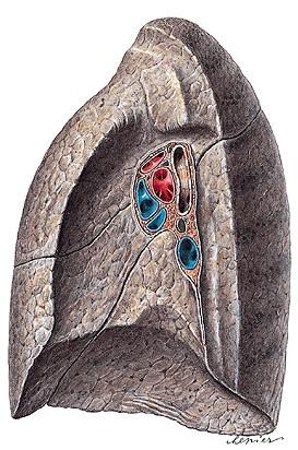 Pulmo sinister facies mediastinalis 1 A Hilum pulmonis : Bronchus principalis (B) A. pulmonalis (A) Vv.
