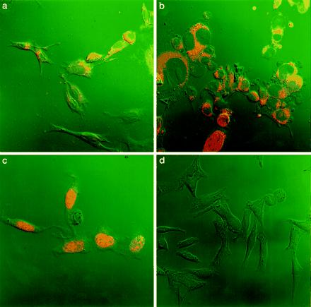 a, b, and c, binding, internalization, and nuclear localization of