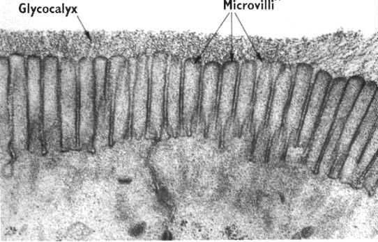 Bélhámsejtekben a mikrobolyhok