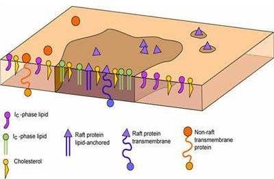 Az együtt működ fehérjék gyakran lipid tutajokba (raft) tömörülnek lipid szfingolipid lipidhez köt d