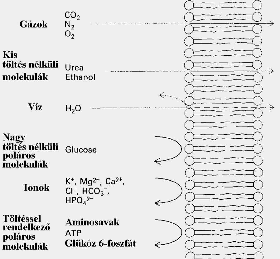 Transzport mesterséges lipid membránon át Minél jobban