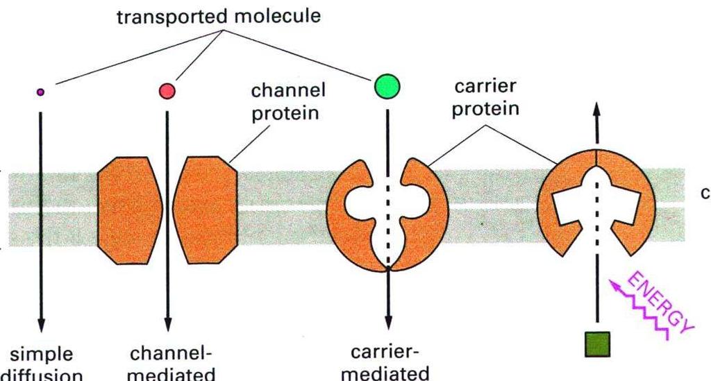 áteresztenek sok iont és metabolitot is.