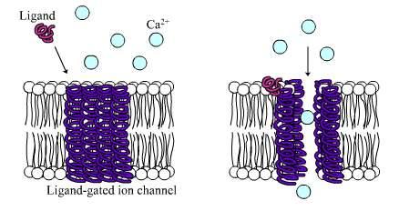 A csatornák többségének működése szabályozott, valamilyen jel (legtöbbször feszültségváltozás, molekulaköt dés) hatására nyílik A