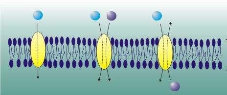 A transzporterek három csoportba oszthatók uniporter szimporter antiporter Az uniporterek mindig az alacsonyabb koncentráció felé szállítanak, egyféle anyagot A szimporterek azonos irányba