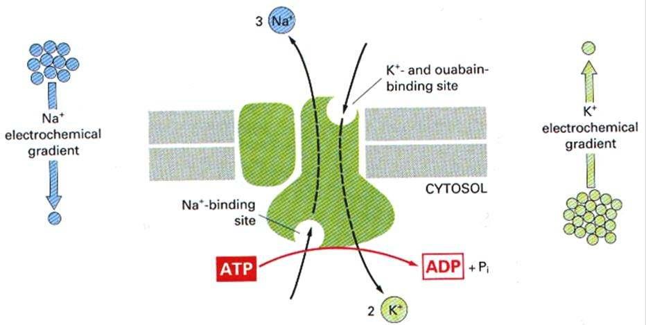 A pumpák energia (ATP)-befektetéssel szállítanak koncentrációgrádiens ellenében A Na