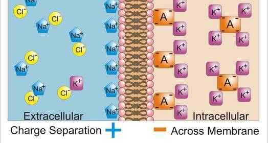 Az ioncsatornák és a pumpák működése révén a plazmamembrán két oldalán