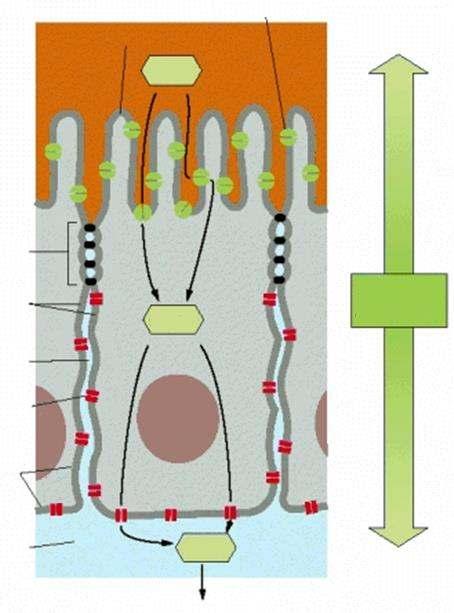 A különböz funkciójú transzportfehérjék szeparálódása szükséges a tápanyagfelvételhez BÉL- ÜREG Na + /glükóz szimporter apikális felszín glükóz ALACSONY glükóz-konc.