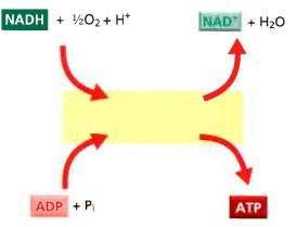 transzmembrán elektrokémiai H + -grádiens aktív membrántranszport ATP-termelés baktériumok ostorának