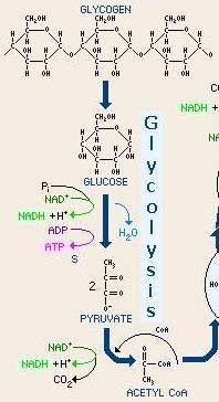 Glükolízis A leg sibb energia-felszabadító mechanizmus - a citoszolban történik - a folyamat során egy glükóz molekulából két pirosz l sav és NADH képz dik - el készít lépés vagy a fermentációra,
