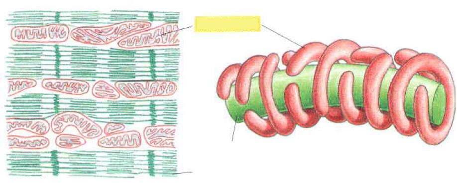 Alberts: Molecular Biology of The Cell, 2008 A mitokondriumok a sejten belül a nagy energia- (ATP-) igényű helyeken