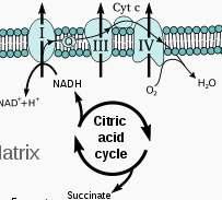 Légzési lánc küls membrán H + H + Cyt c H + H + H 2 O NAD + NADH+H + O 2 Szent-Györgyi- Krebs ciklus FAD