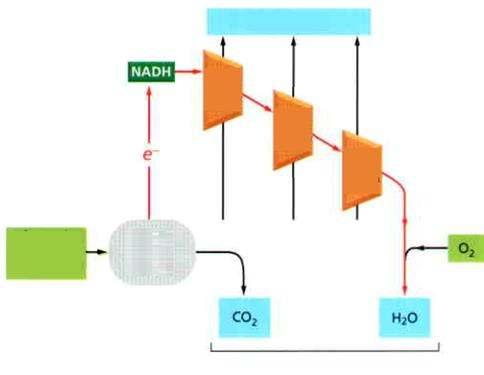 fotorendszer CO 2 - fixálás szénhidrátok termékek A mitokondriumban kémiai fűt anyagból származik a nagy energiájú elektron, amelyet aztán lépésekben történ