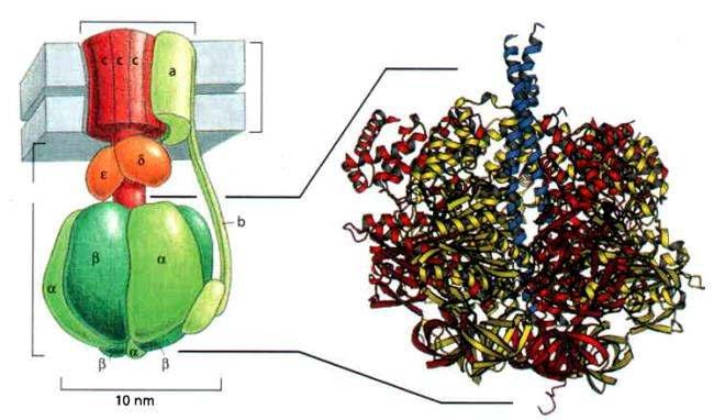 Az ATP-szintáz szerkezete A pirossal ábrázolt részek forognak, másodpercenként nagyjából