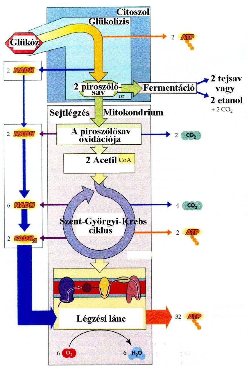 Összesítés - A glükóz energia tartalma 2870 kj/mol.