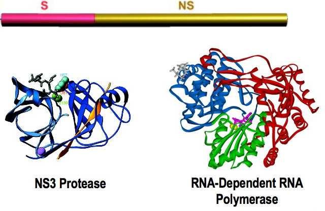 HCV-specifikus enzym-inhibitorok NS3 proteáz -