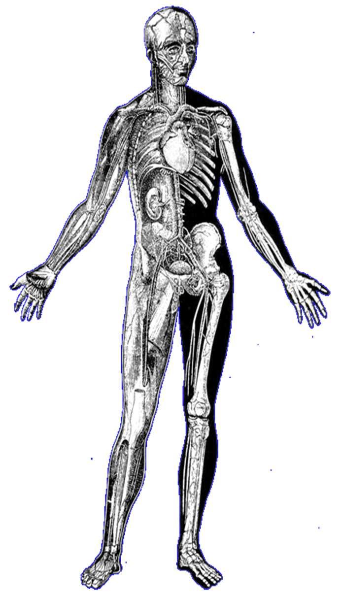 A C-hepatitis májon kívüli megjelenései Haematological Mixed cryoglobulinemia Aplastic anaemia Immun thrombocytopenia Non-Hodgkin s b-cell lymphoma Dermatological Porphyria cutanea tarda Lichen