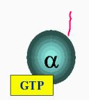 csatornák L E α γ β R α γ β Ch P camp PKA Monomer G proteinek Ras növekedés és differenciálódás szabályozása Rab Ras analóg, az agyban fordul elı,