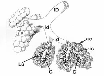 Az emésztőenzimeket szintetizáló és elválasztó sejtek acinusnak nevezett szőlőfürtszerű csoportokba rendeződnek, a nyálmirigyben látotthoz igen hasonló módon [89].