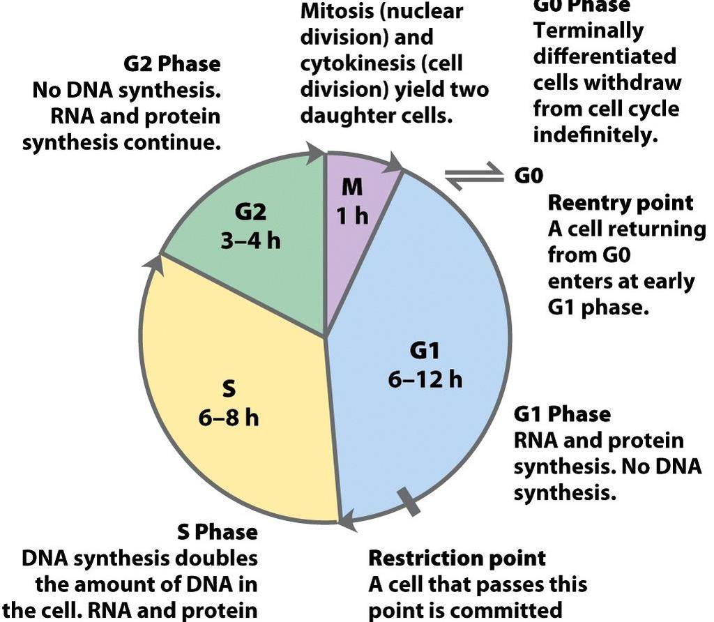 visszatérő sejt a G1 elején kapcsolódik be a sejt ciklusba G1 fázis: RNS és fehérje szintézis, DNS szintézis nincs S fázis: replikációval megkettőződik a sejt