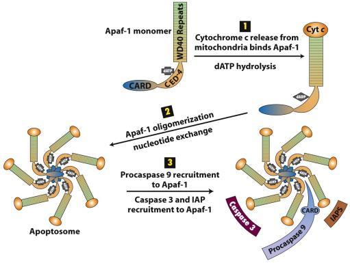 pore complex) külső membrán sérül citokróm-c (és más) felszabadul