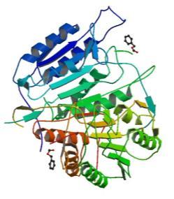 Kaszpázok és apoptózis szabályozók Kaszpázok iniciátor (-8,-9) és effektor ( ítéletvégrehajtó ; -3,-7) proteázok (12 humán) cisztein-proteáz család, Asp