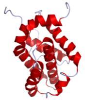 Antiapoptózis fehérjék Bcl-2 család (BH-domének), mt.-hoz kötődve gátol (1 tm hélix) Proapoptózis fehérjék BH3-only család Bim, Bid, Bad, Bax stb.