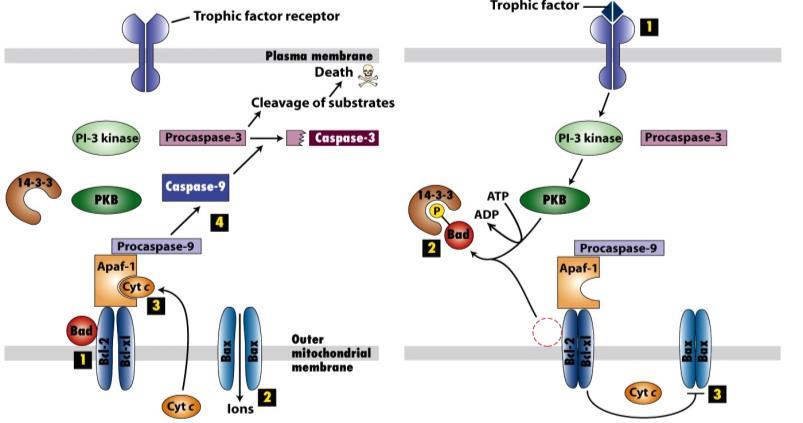 NGF neuronális növekedési faktor ) TrkA receptor (RTK) PI3K/PKB útvonal Bad (proapoptotikus fehérje) -P i 14-3-3 (regulációs protein) szekvesztrálja